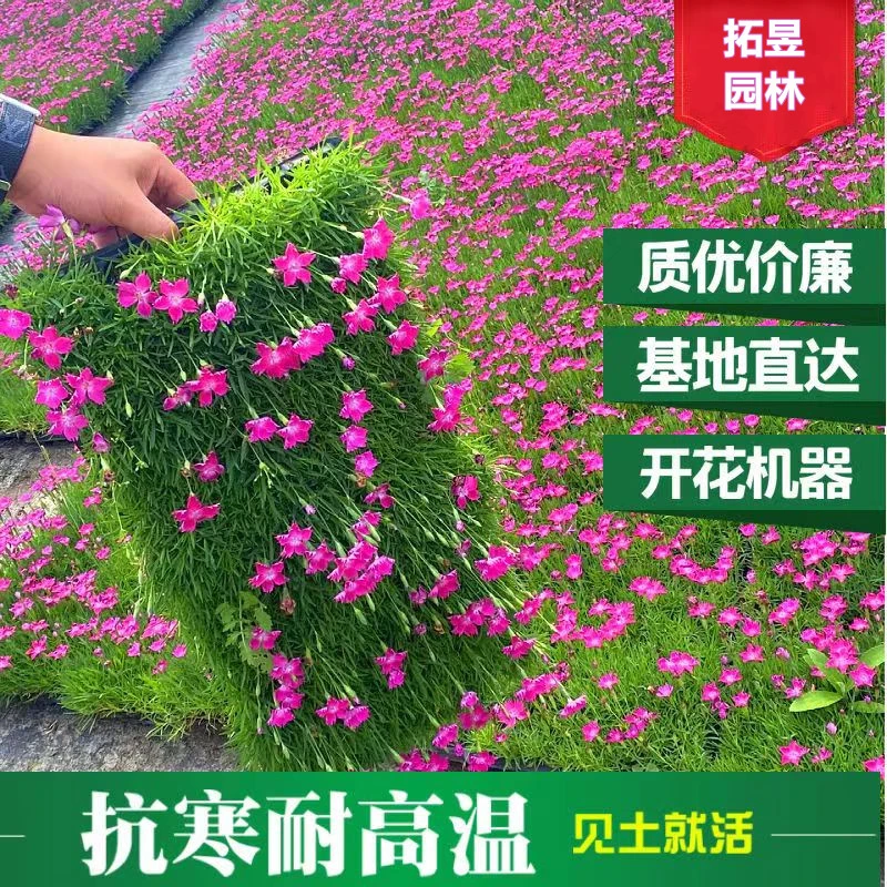 欧石竹穴盘苗四季开花庭院绿化紫花小苗春季苗混色花园石竹花