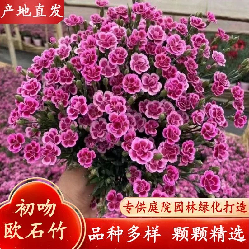 欧石竹初吻石竹花苗室内阳台盆栽耐寒耐旱多年生宿根庭院地被植物