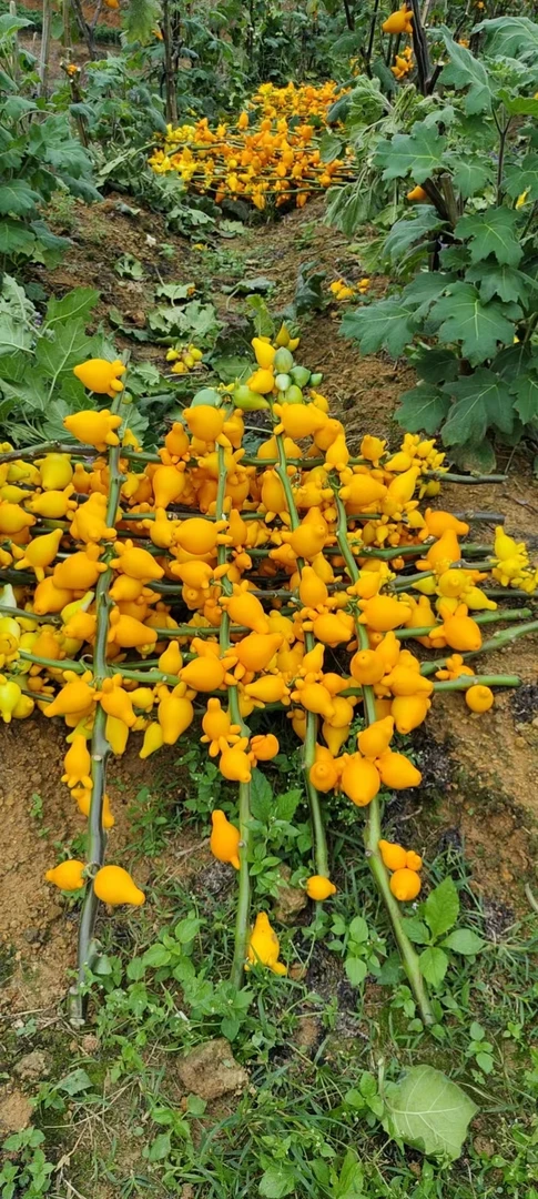 五代同堂黄金果盆栽室内插花长寿福禄果牛头乳茄果五指茄年宵花卉