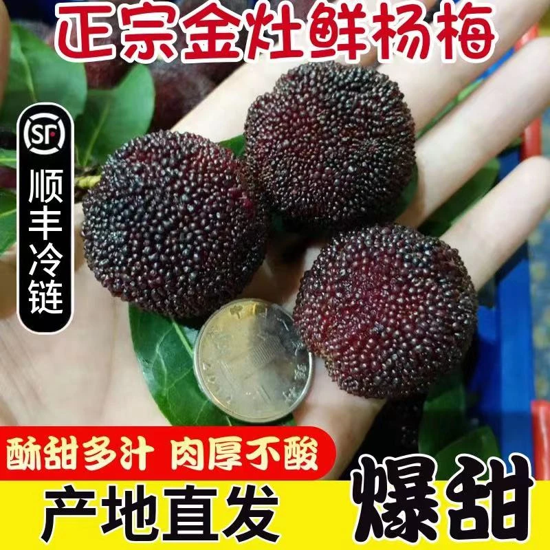 【超甜】2025潮汕金灶现摘现发杨梅新鲜上市2斤4斤