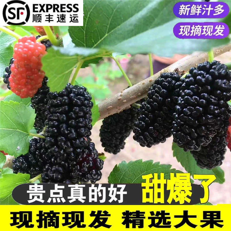 新鲜桑葚纯天然自然成熟新鲜现摘现发桑果