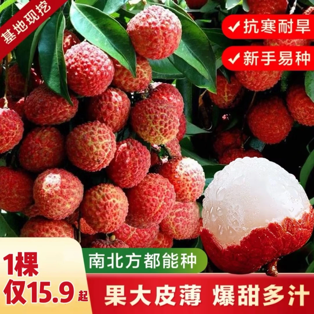 新品种荔枝苗荔枝冰荔枝仙进奉正宗精品嫁接带土发货抗寒耐旱晚熟