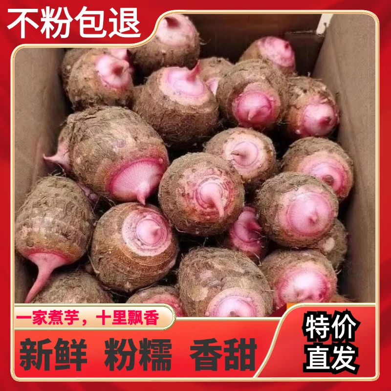 广西高山应季红嘴锥栗芋头红梗小艿芋板栗般粉糯香甜糯红芽芋