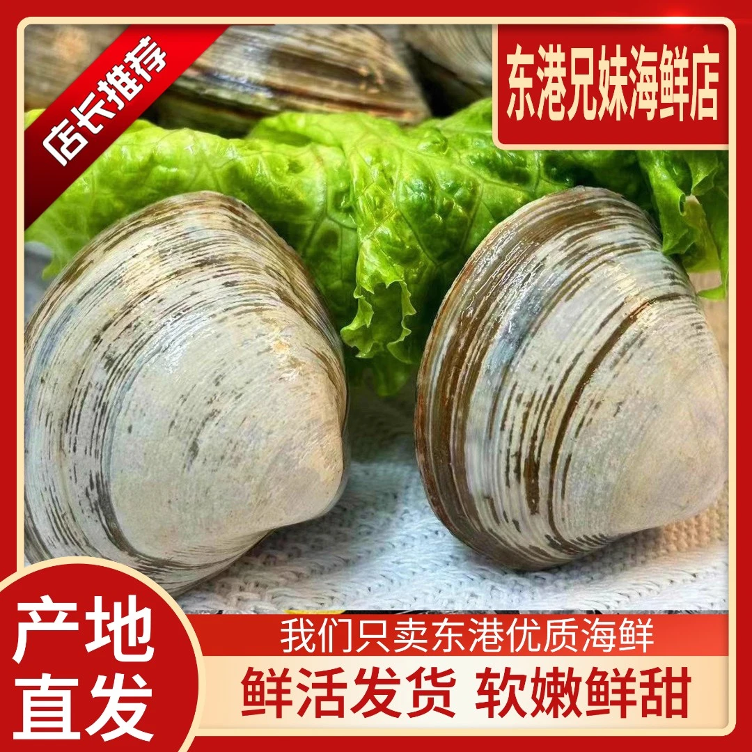 【东港大白蚬子】全国包邮3/4/5斤大白蚬子顺丰鲜活发货保鲜保肥