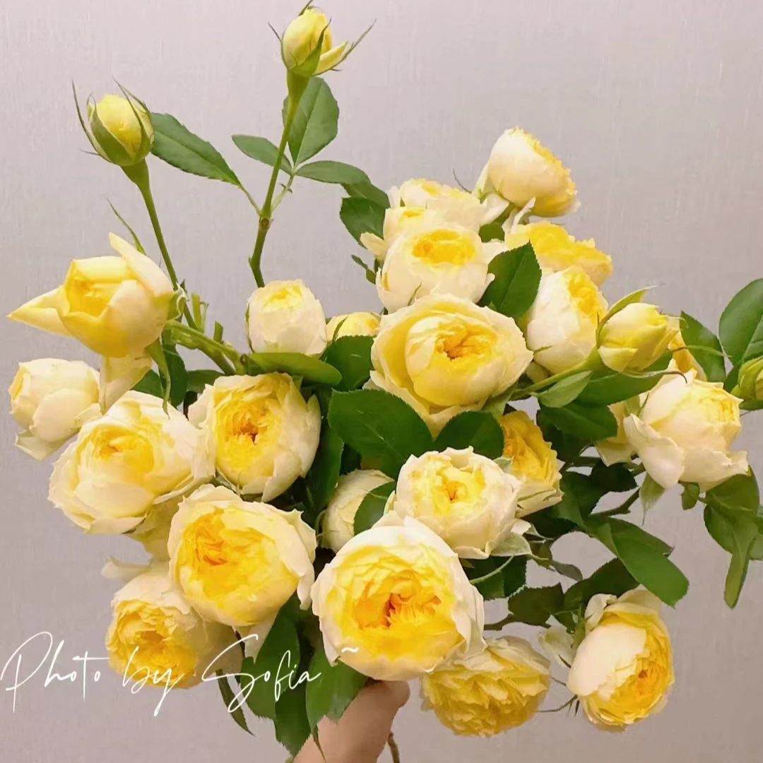 （辉煌）月季盆栽带盆带土花开四季