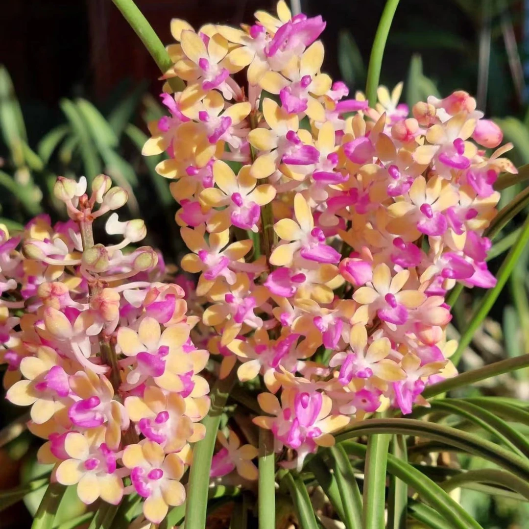 Seidentadenia mitrata "yellow"棒叶指甲兰