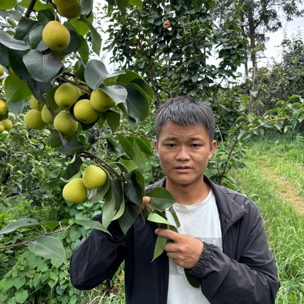 云南昆明高山小蜜梨新鲜水果现摘现发5斤装