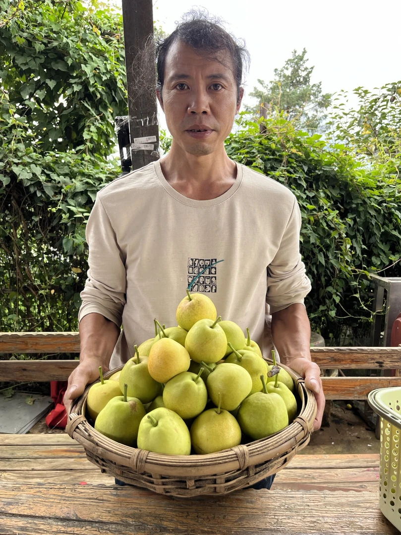 云南昆明高山小蜜梨