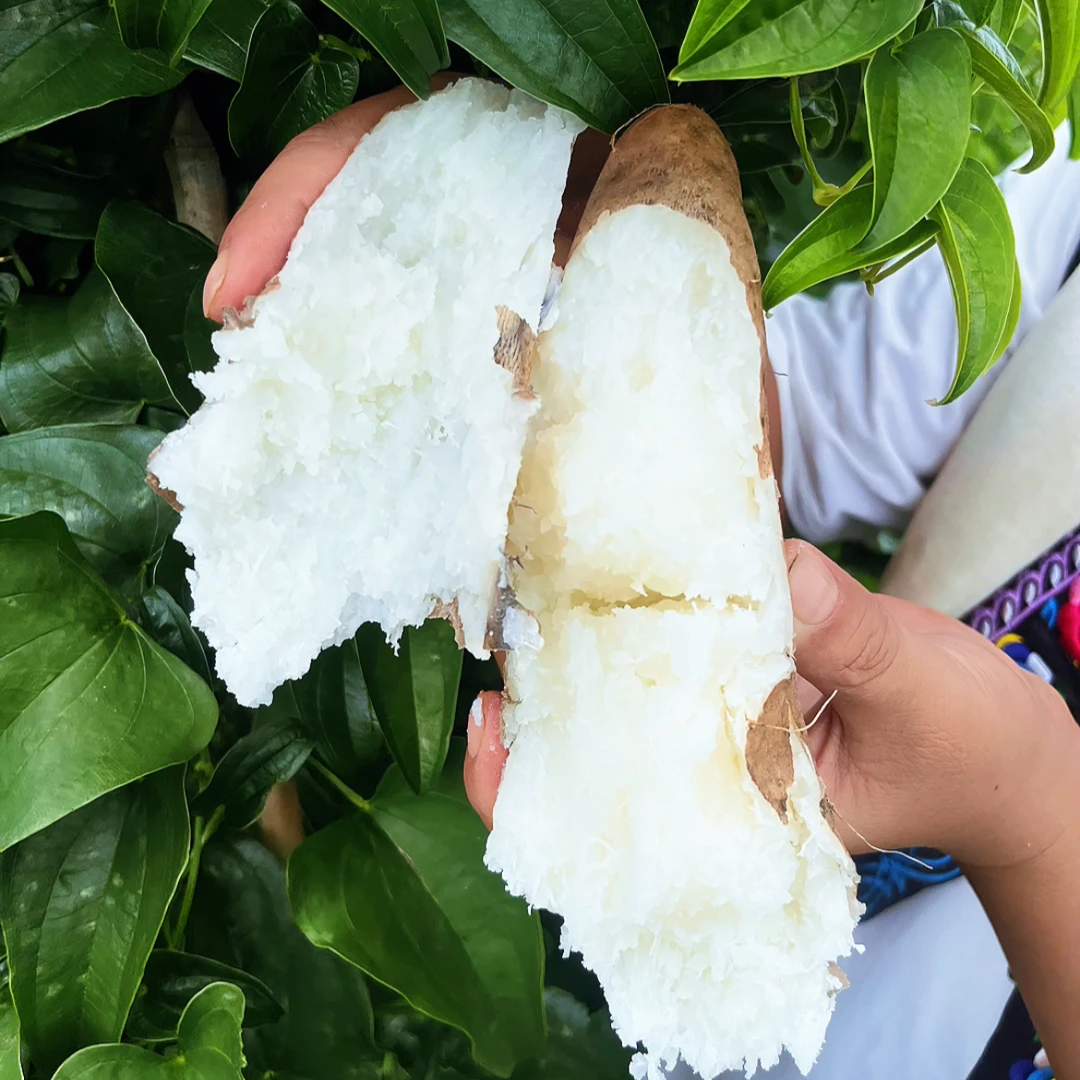 云南老品种正宗灵芝山药粉面软糯现挖现发快递包邮非铁棍怀山药