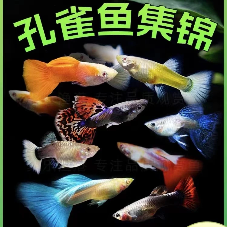 孔雀鱼观赏鱼热带鱼淡水鱼小鱼冷水鱼耐活好养繁殖自来水新手