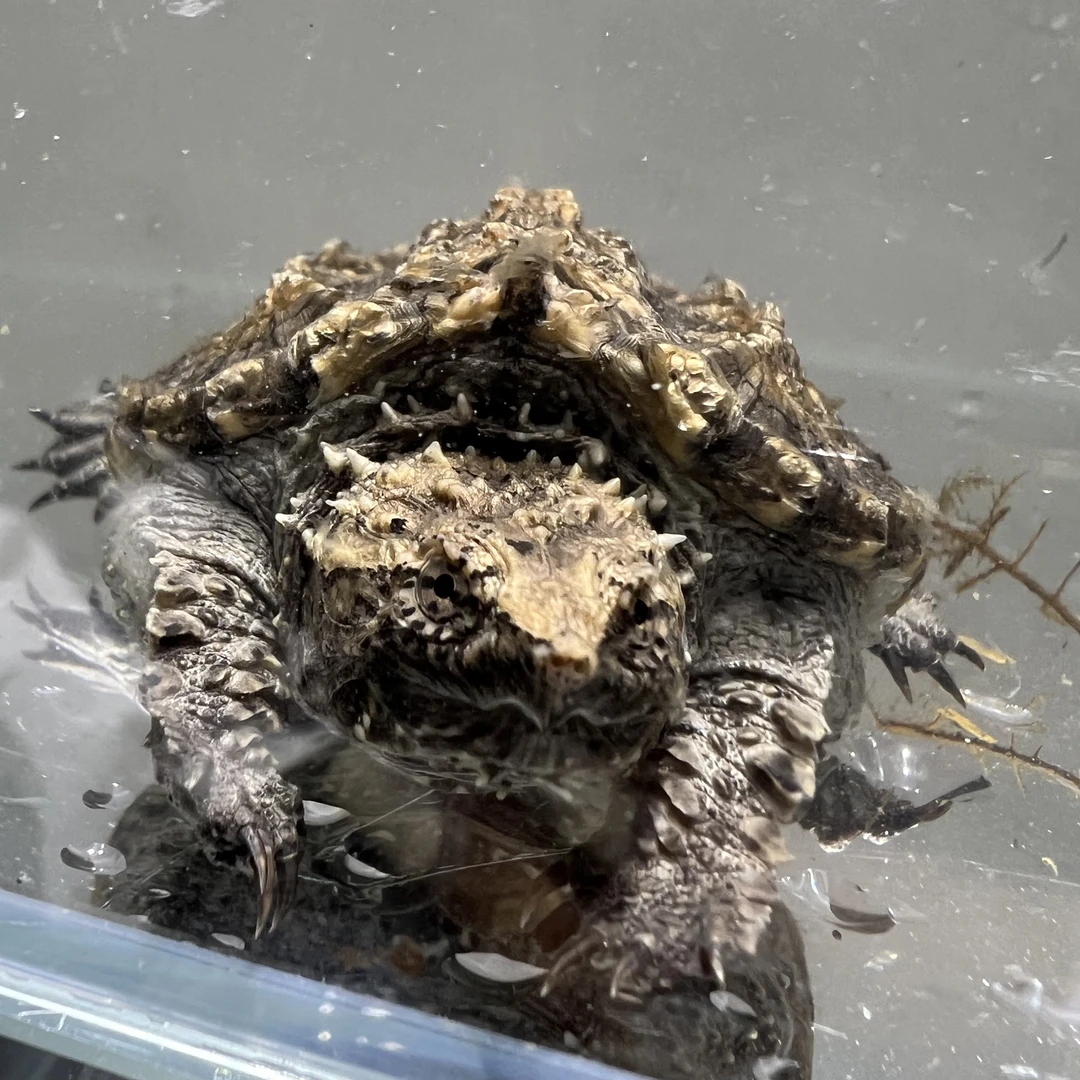 【直播精选1】活体爬宠纯佛鳄爆刺观赏原种小乌龟大头宽嘴