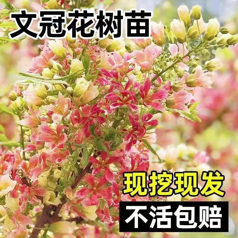 文冠花庭院盆栽浓香型树苗室内阳台观赏耐寒耐旱四季好养植物优良