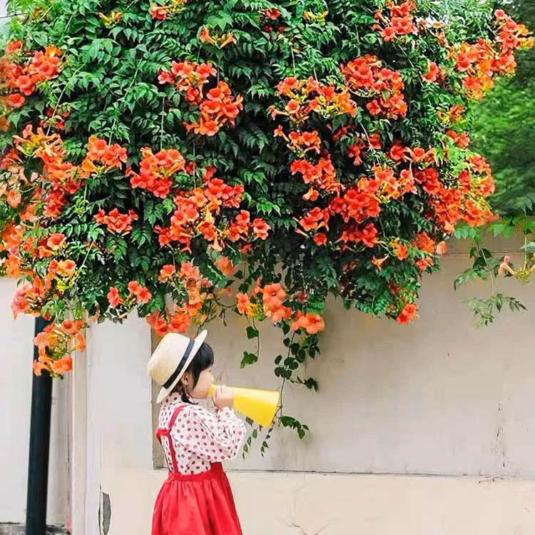 高杆精品凌霄花 凌霄花树庭院爬藤爬花墙花架 顺丰包邮