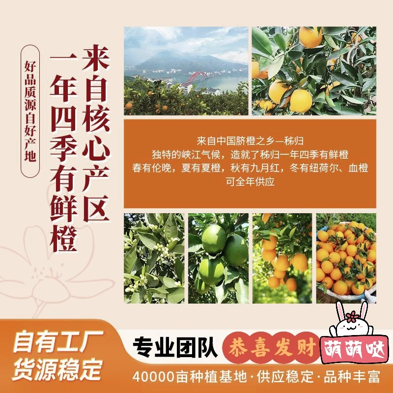 屈姑-秭归脐橙果冻橙皮薄多汁现摘新鲜橙子应季基地直发精品水果