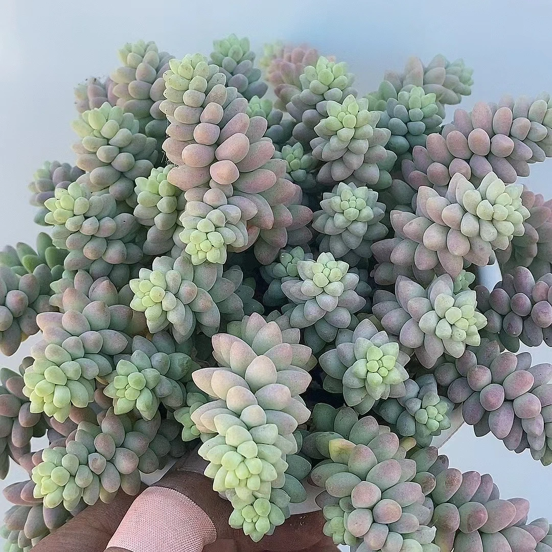 玉坠 多肉植物阳台庭院绿植好养满19包邮