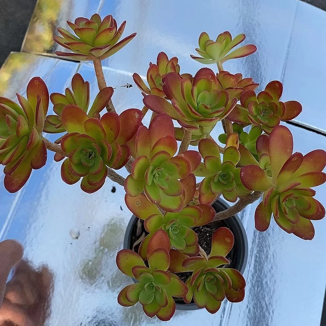 清扬老桩脱盆发熊猫多肉 （满19包邮） 庭院美观净化