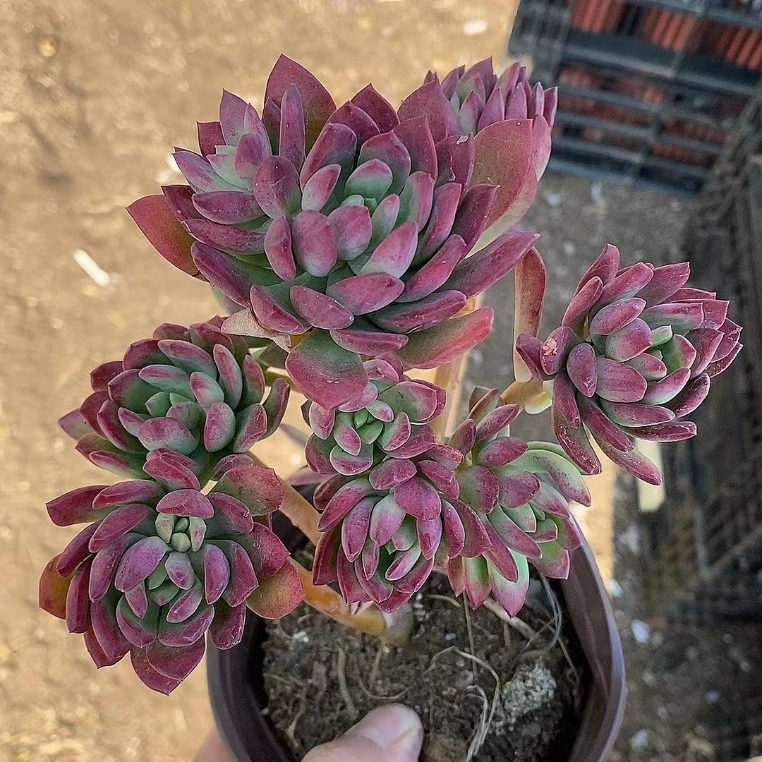 红稚莲全状态  脱盆发  熊猫多肉 （满19包邮） 庭院美观  净化空气