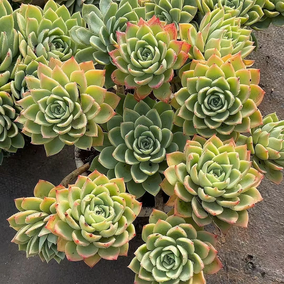 手捧三色堇 熊猫多肉（ 满19邮）鲜花绿植净化空气美化环境庭院