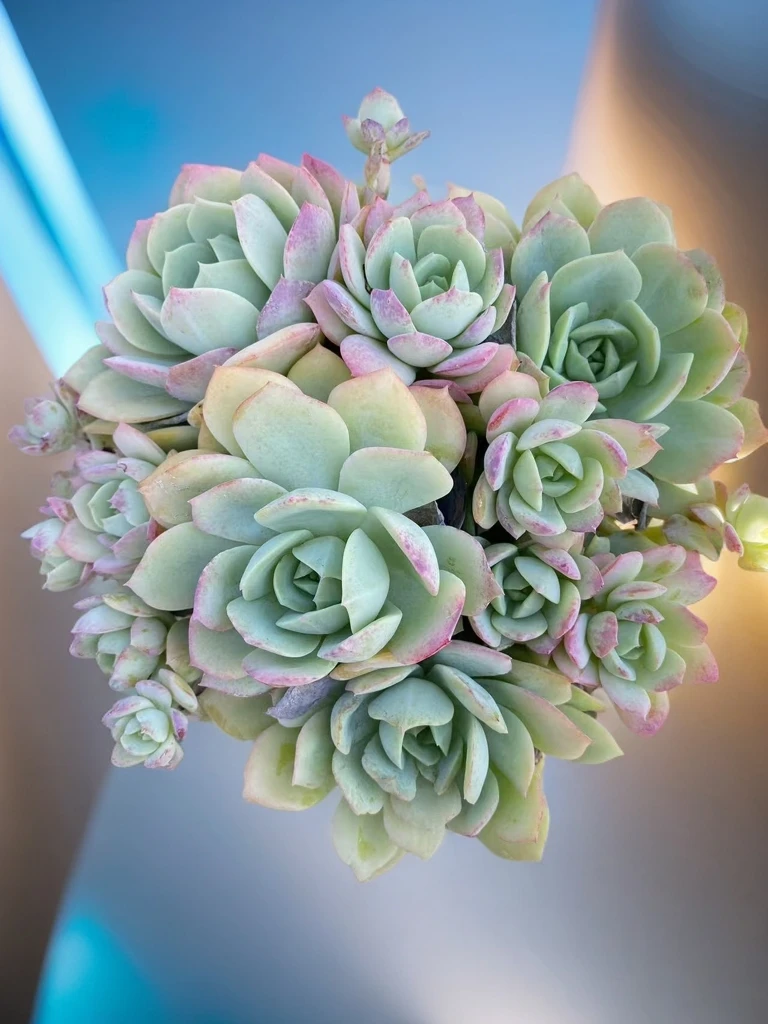 恋曲 熊猫多肉（满19包邮）带土发  庭院美观  净化空气