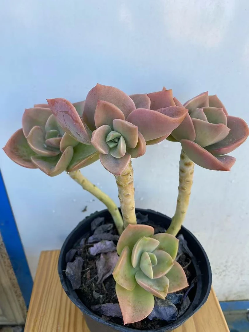 贺氏老桩 （满19包邮）阳台庭院绿植盆栽