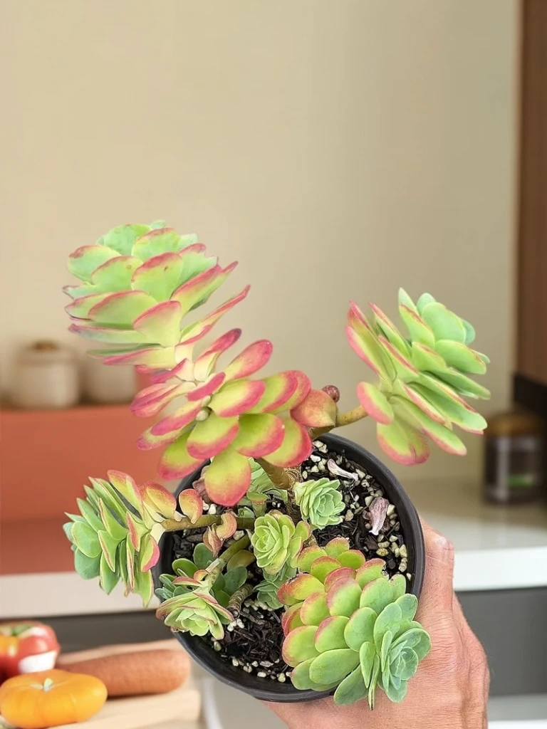 园叶薄化妆  熊猫多肉（ 满19邮） 鲜花绿植净化空气美化环境庭院