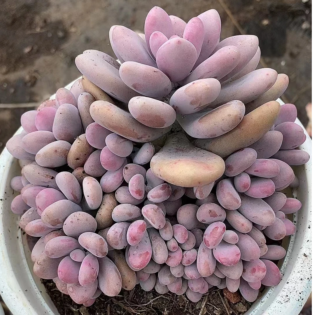 大粉桃蛋  熊猫多肉（满19包邮）脱土发  庭院美观  净化空气