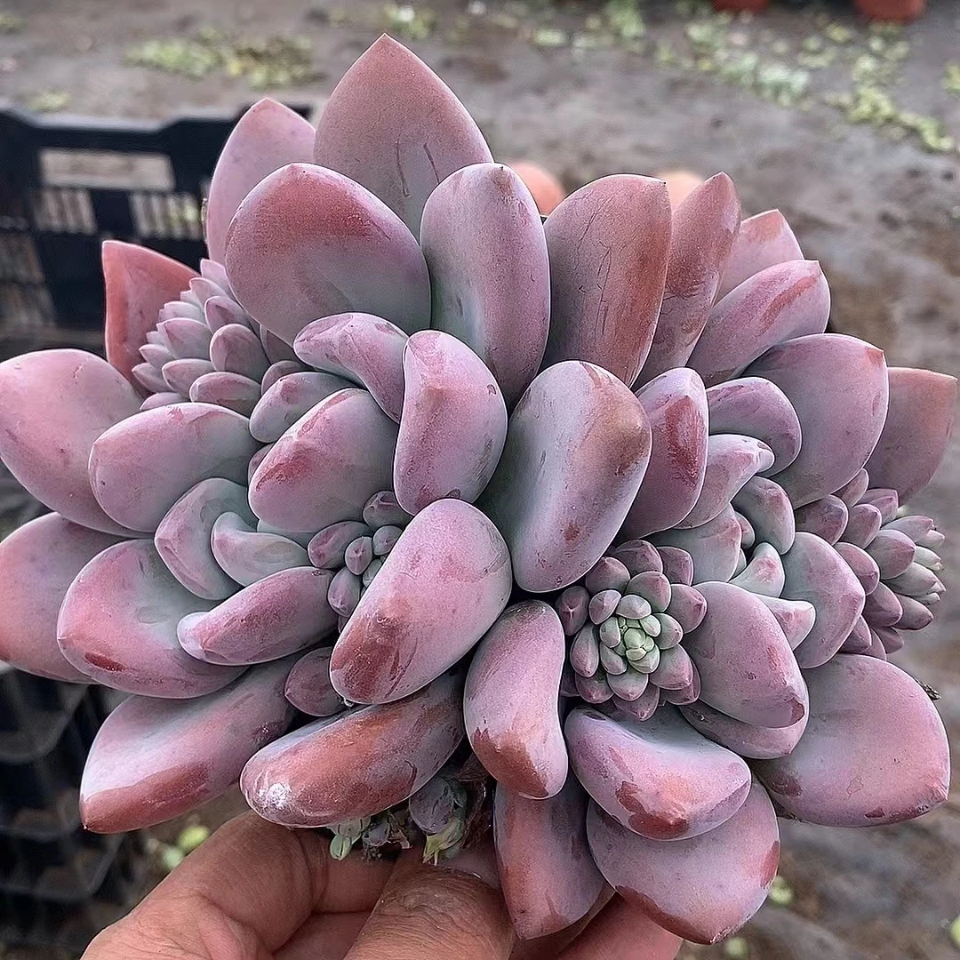 粉奥普大胖子  高颜值大  熊猫多肉（满19包邮）庭院美观  净化空气