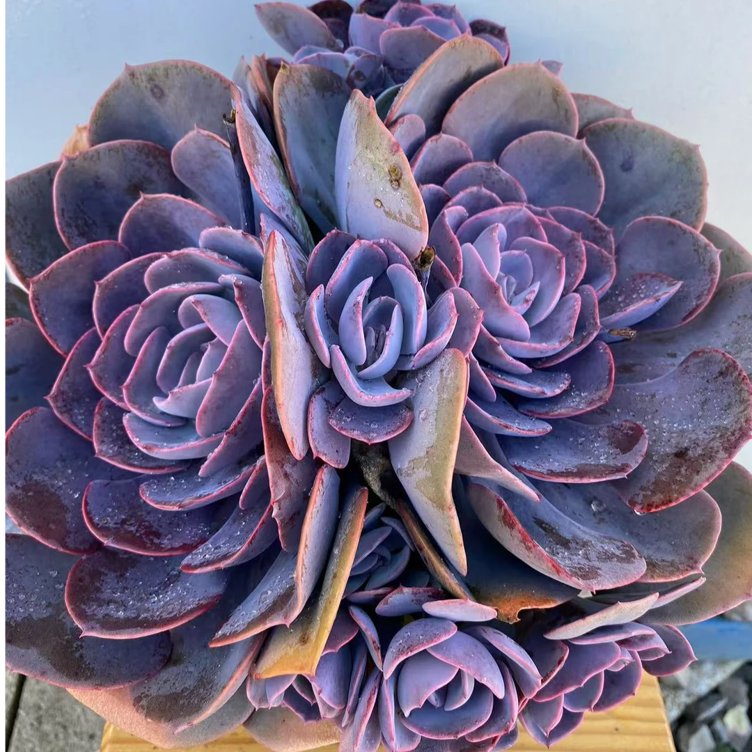 尘埃玫瑰  多头大手捧无砍小老桩  熊猫多肉（满19包邮）脱土发