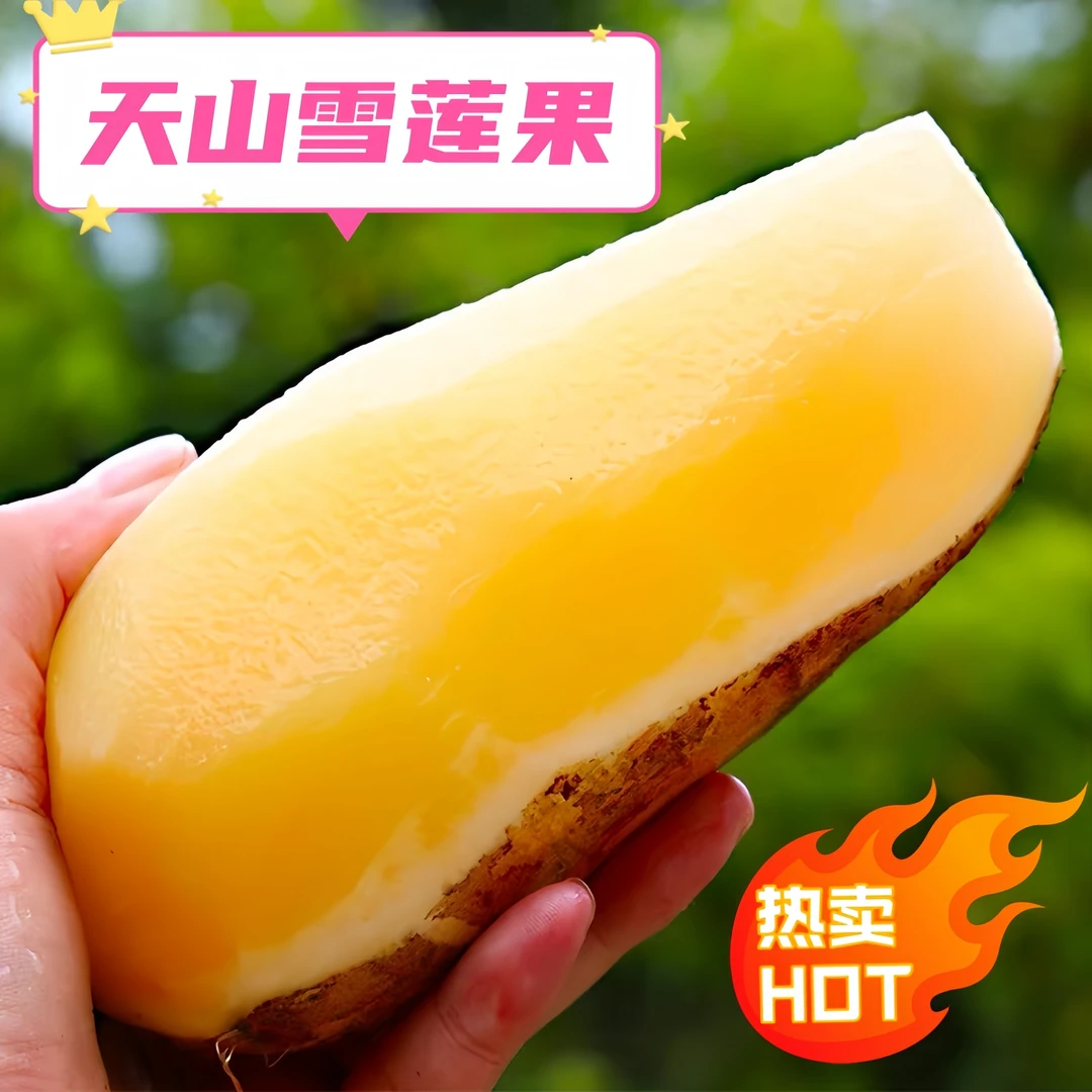 云南天山雪莲果现挖现发产地直发新鲜水果黄心脆甜多汁低糖低脂