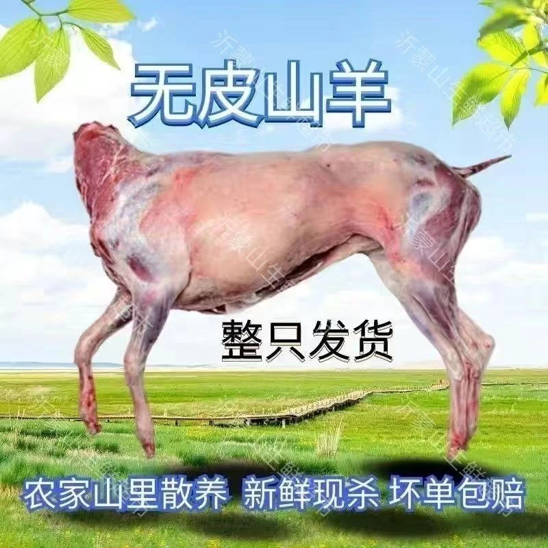 来自沂蒙山现杀羔羊整只全羊整只山羊白条羊烧烤羊食材新鲜速冻i