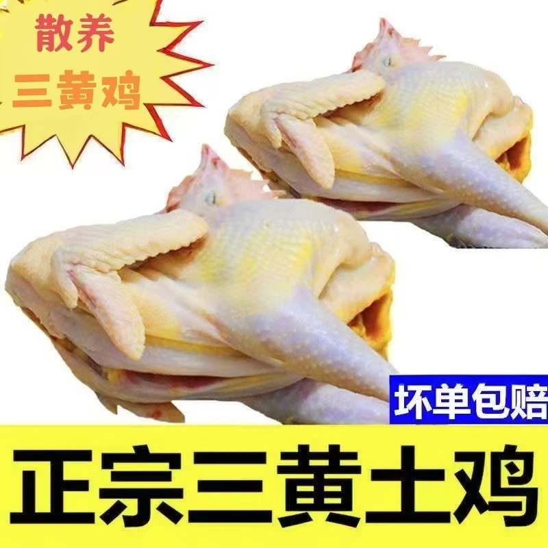正宗三黄鸡土鸡农家走地鸡小笨鸡公鸡母鸡整只鸡冰鲜童子鸡嫩鸡h