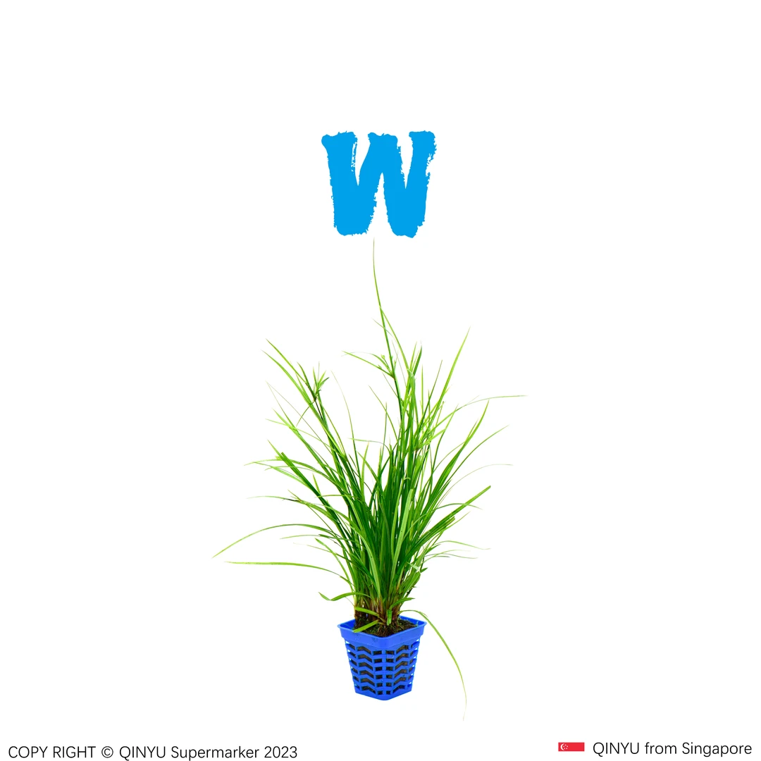 【新号冲量】泰国水剑杯装 入水成景 不带沉底环 需底沙种植