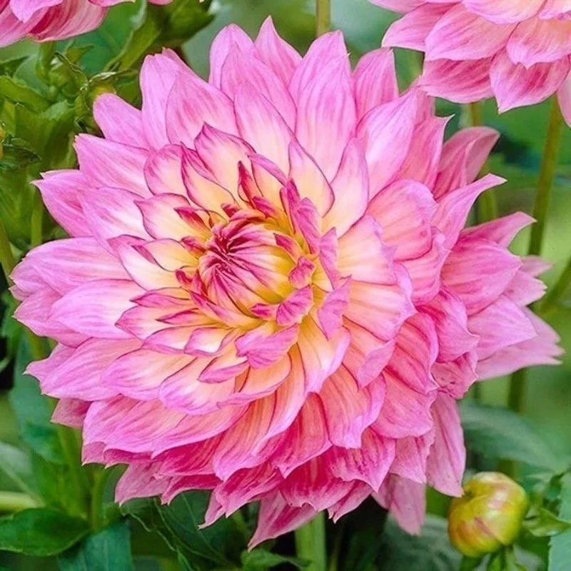 进口重瓣大丽花种球特大大丽花盆栽庭院阳台室内盆栽种植好养花卉