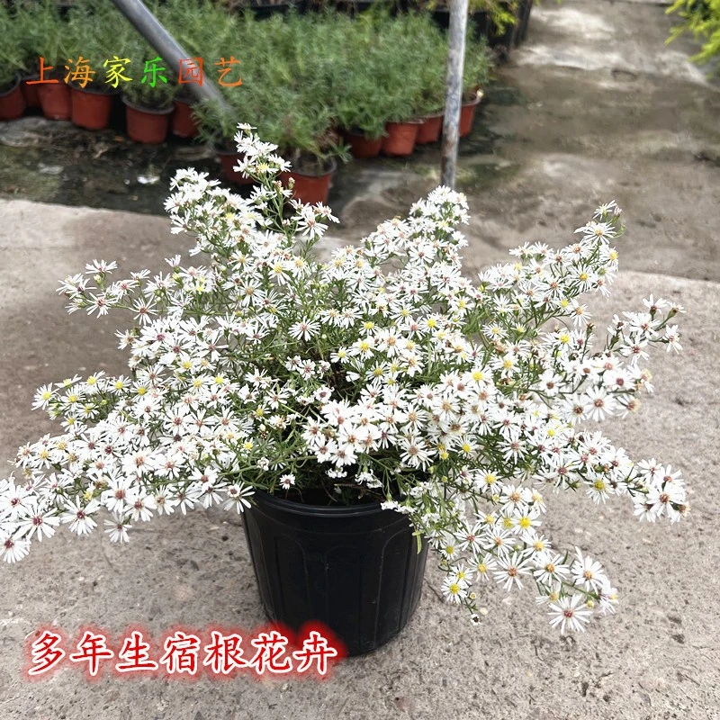 柳叶白菀盆栽耐寒多年生宿根花卉好养易活室外庭院植物