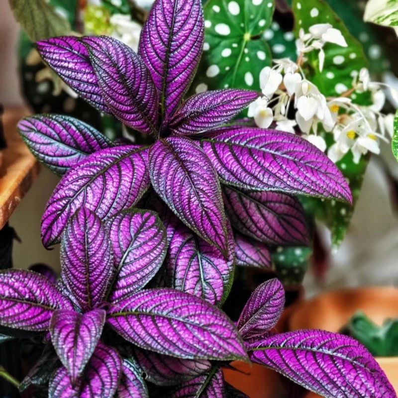 波斯红草盆栽 室内阳台观叶绿植 吸甲醛