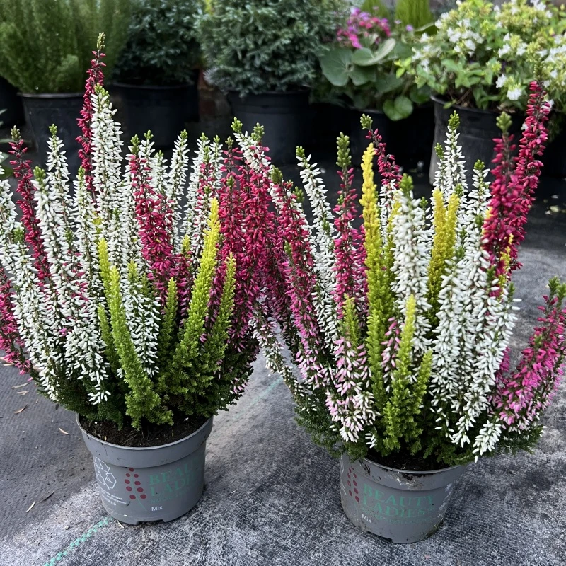 进口欧石楠盆栽花卉耐寒花期长多年生阳台庭院植物