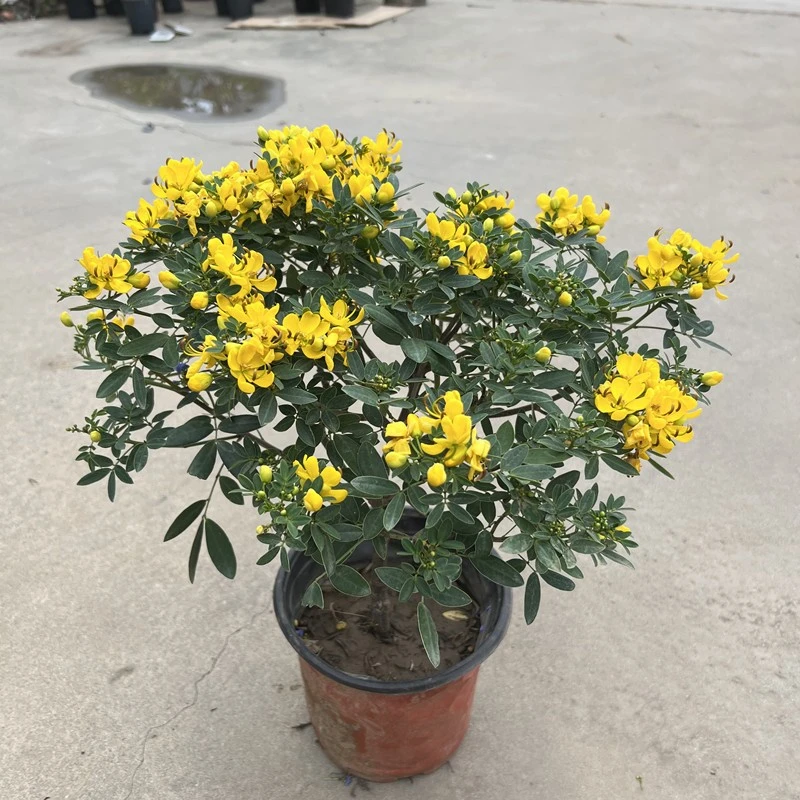 黄金梅盆栽带花苞多年生花园庭院植物好养易活