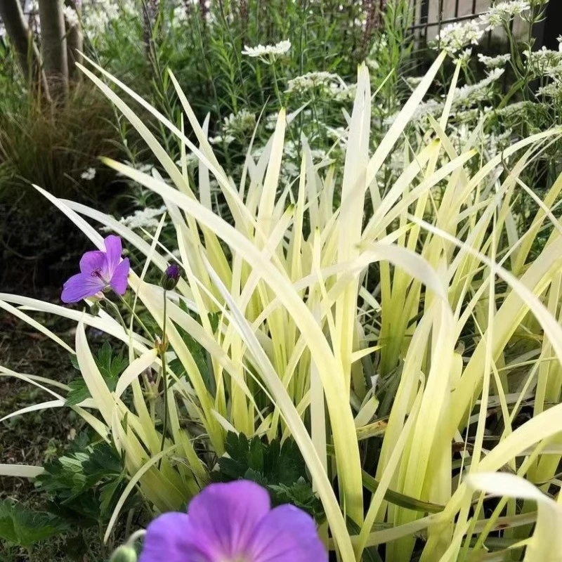 英国山麦冬盆栽多年生阳台庭院植物四季常绿耐寒耐热好养