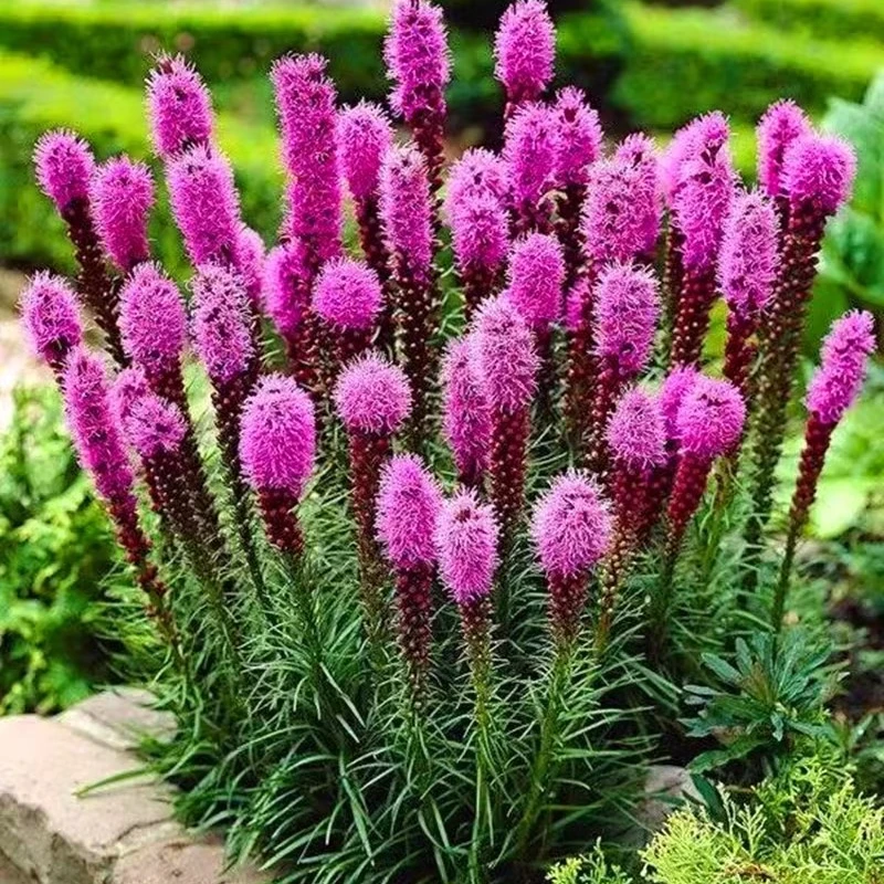 蛇鞭菊盆栽大苗多年生宿根花卉阳台庭院花园花镜植物好养