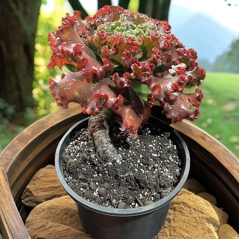 女王花笠云贵云媚多肉好看绿植植物盆栽懒人客厅新手好养楼