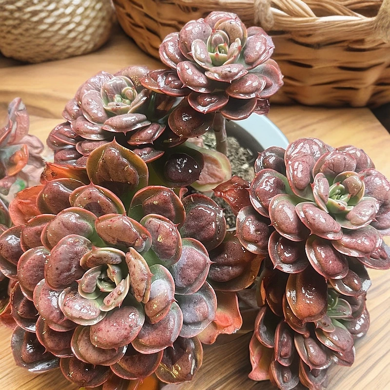 多头宝塔雨滴 云贵云媚多肉好看绿植植物盆栽懒人客厅新手好养楼