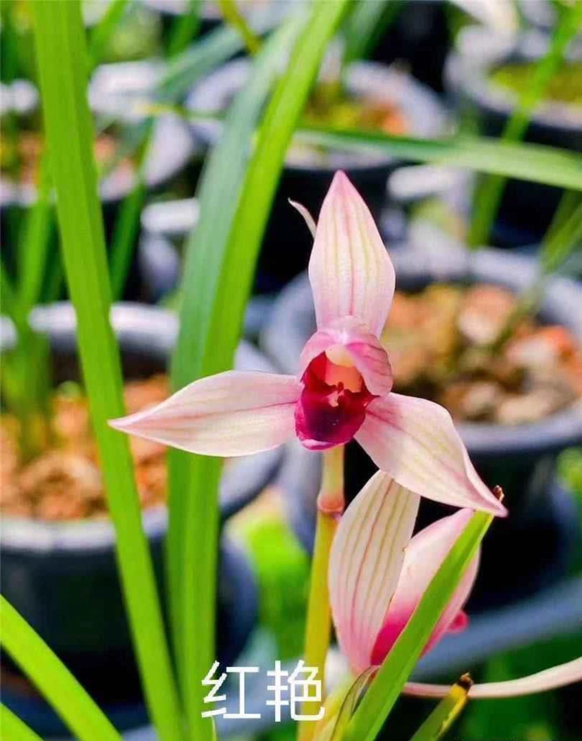 莲瓣兰 红艳室内阳台易养活