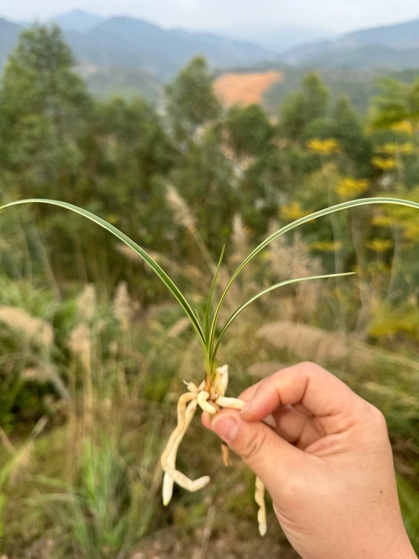 惠兰 秀香锦阳台室内易养