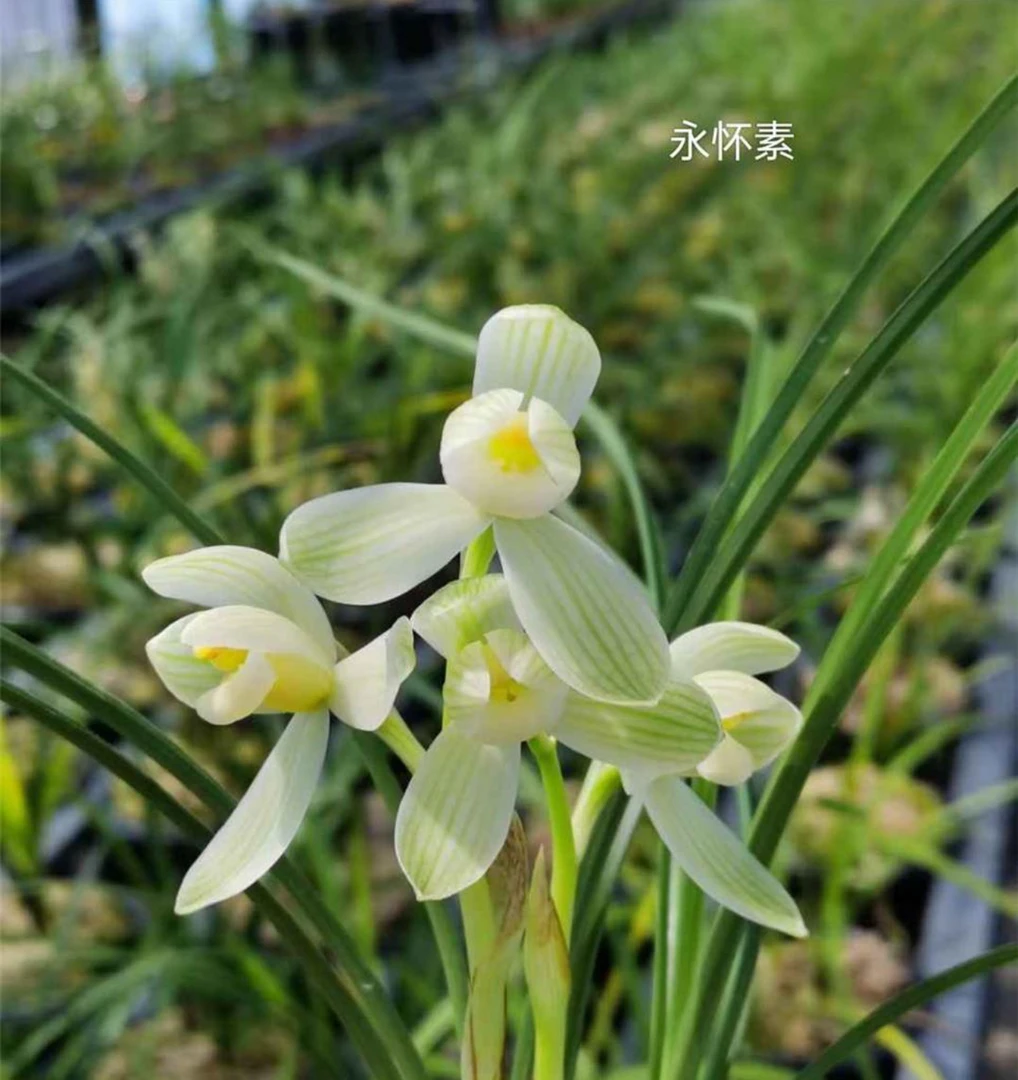 莲瓣兰 永怀素一苗带两苗室内阳台易养