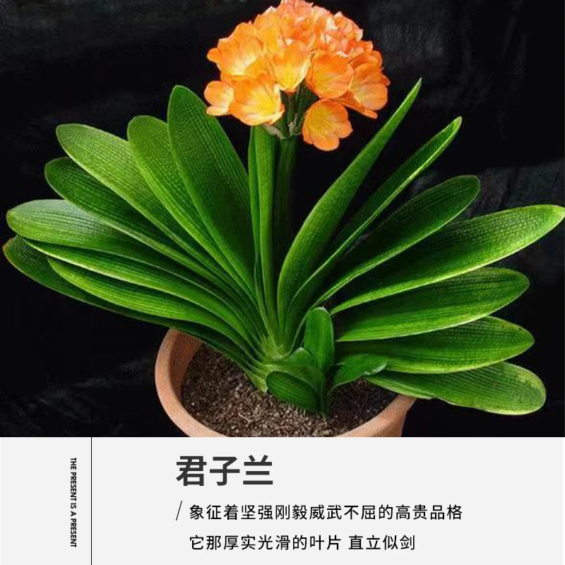 君子兰活动特惠专用链接