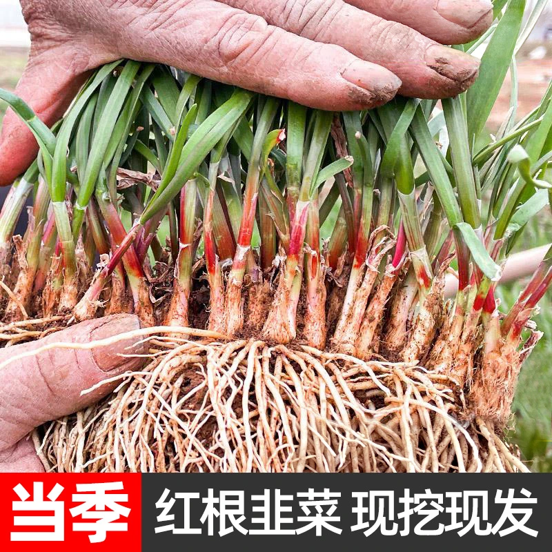 韭菜紫根宽叶头茬韭菜根苗家庭蔬菜盆栽蔬菜种植农家秋播新鲜叶菜