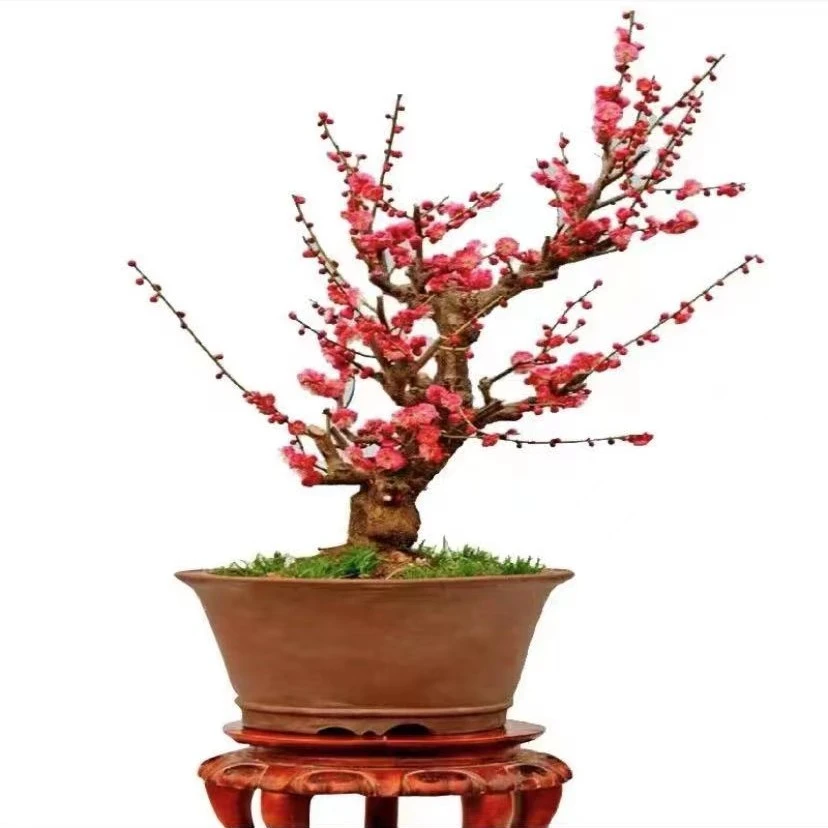 梅花老桩一物一拍