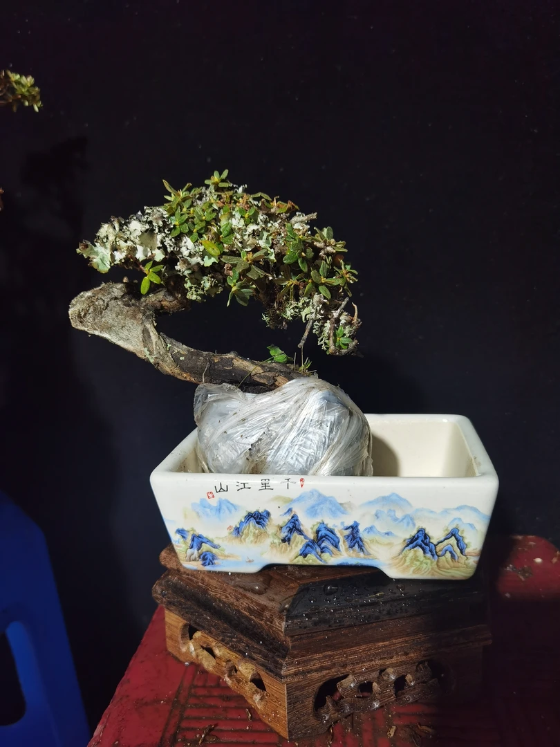 高山米叶杜鹃花紫色杜鹃花生桩熟桩《一物一拍》