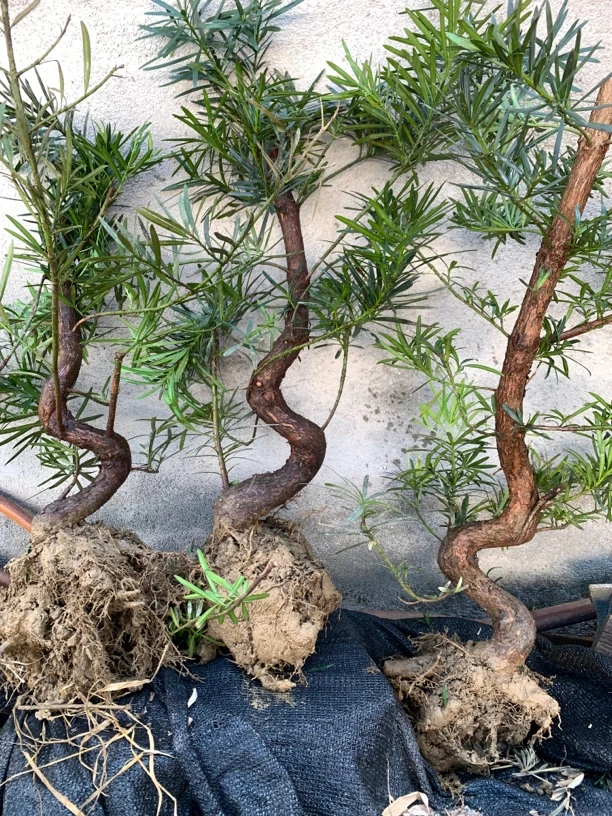 罗汉松童子功罗汉松弯头盆景造型素材四季常青阳台门口花园绿植