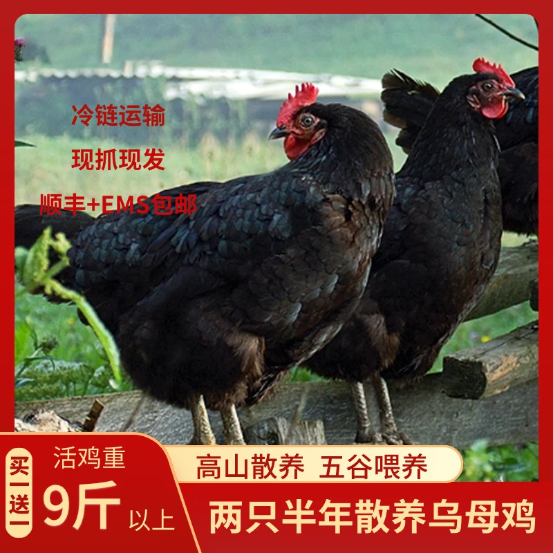 禽禾2只半年母乌鸡土鸡林下鸡生态散养土鸡乌骨鸡乌鸡汤4.5斤/只